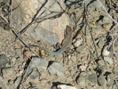 photo thumbnail #14