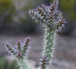photo thumbnail #2