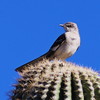 photo thumbnail #6