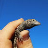 photo thumbnail #9
