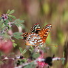 photo thumbnail #10