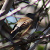photo thumbnail #9