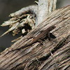 photo thumbnail #10