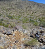 2016-03-18 :3: SALT in South Mountain :: FLYING_FLIVER