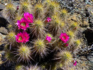 2016-03-18 :3: SALT in South Mountain :: FLYING_FLIVER