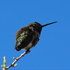 photo thumbnail #4