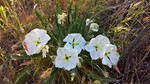 photo thumbnail #15