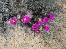photo thumbnail #4
