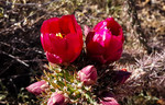 photo thumbnail #4