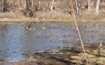 photo thumbnail #9