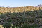 photo thumbnail #5