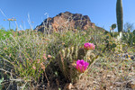photo thumbnail #10