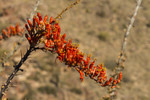 photo thumbnail #9