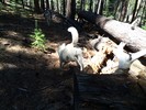 photo thumbnail #8