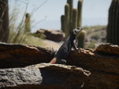 photo thumbnail #1