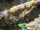 2016-04-04 :1: Fossil Creek - Mazatzal Wilderness Area :: MountainMatt