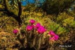 photo thumbnail #5