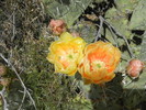 photo thumbnail #11
