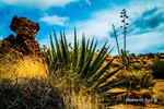 photo thumbnail #11
