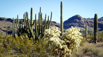photo thumbnail #6