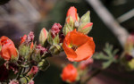 photo thumbnail #9