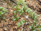 photo thumbnail #7