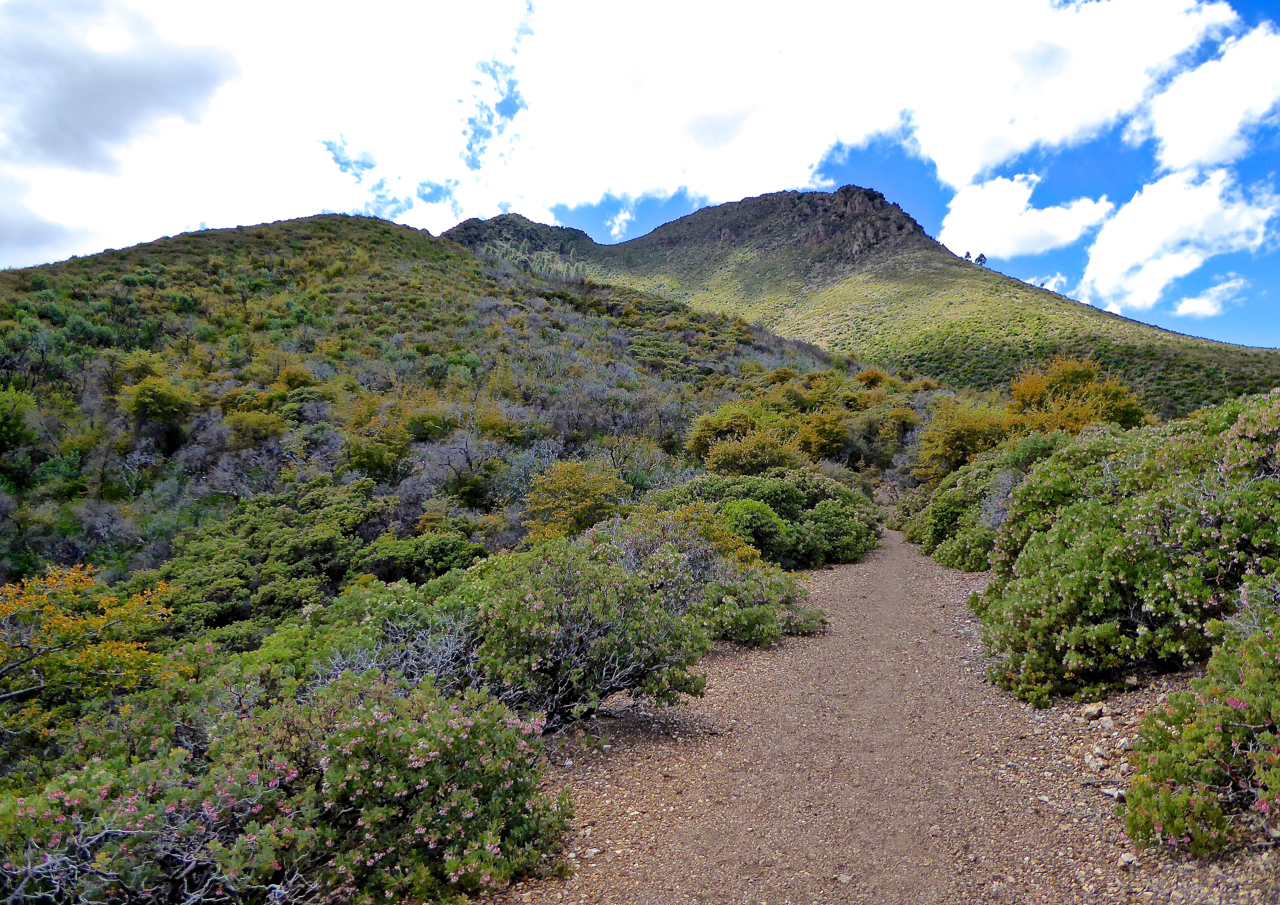 Saddle Mountain Trail #91, AZ | HikeArizona