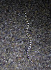 photo thumbnail #15