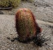 photo thumbnail #2