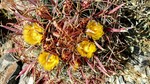 photo thumbnail #7