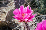 photo thumbnail #2