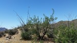photo thumbnail #7