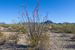 photo thumbnail #4
