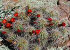 photo thumbnail #3