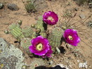 photo thumbnail #4
