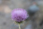 photo thumbnail #1
