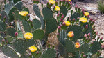 photo thumbnail #13