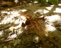 photo thumbnail #15