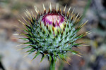 photo thumbnail #14