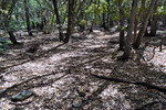 photo thumbnail #9