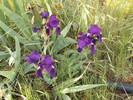 photo thumbnail #3