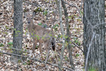 photo thumbnail #2