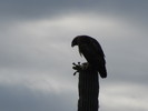photo thumbnail #10