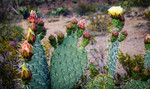 photo thumbnail #12