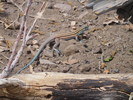photo thumbnail #13