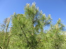 photo thumbnail #7