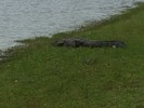 2016-05-20 :1: Greenfield Lake Loop Wilmington :: rtaylor3235
