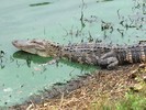 2016-05-20 :1: Greenfield Lake Loop Wilmington :: rtaylor3235