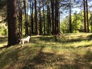 photo thumbnail #6