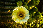 photo thumbnail #3